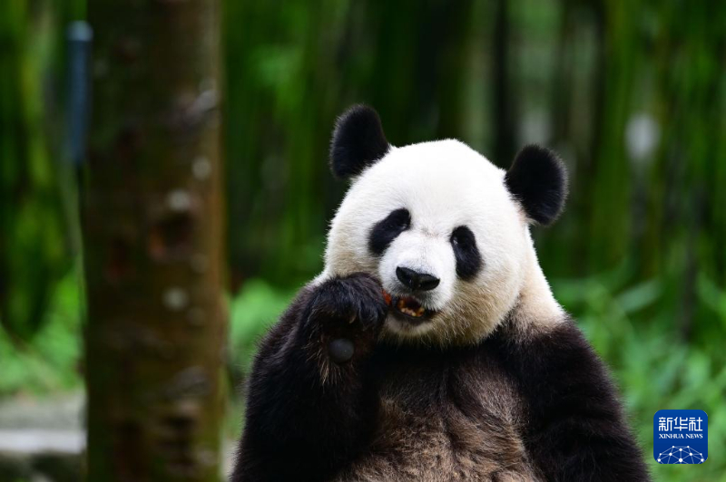 熊猫攀爬到底有多可怕 20240926f7e589dafa4e4f3c8ff51fa58dbdfa05_202409268e2df5ac75484432bedbb5a593c6f760.jpg