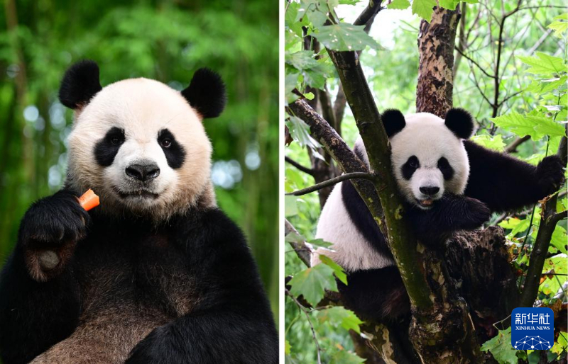 熊猫攀爬到底有多可怕 20240926f7e589dafa4e4f3c8ff51fa58dbdfa05_20240926ec9b216789e7449281adf0eb091d1224.jpg