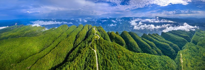 蜀道新程|生态之美:古柏千年迎客来(图5)