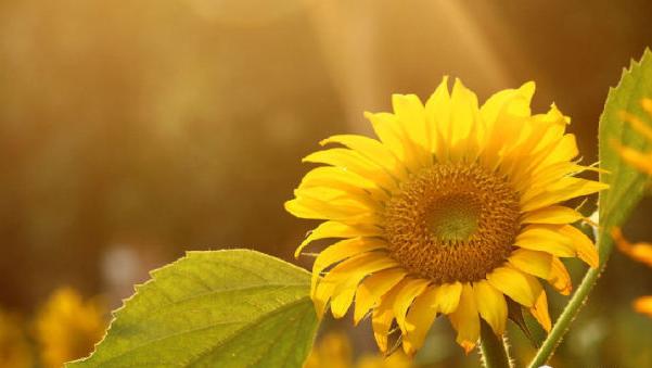 电影科普:《龙猫》里都出现了哪些花?