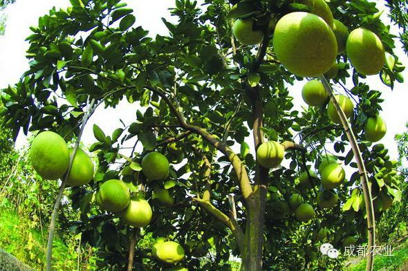 到新都花香果居 来一场柚惑之旅!