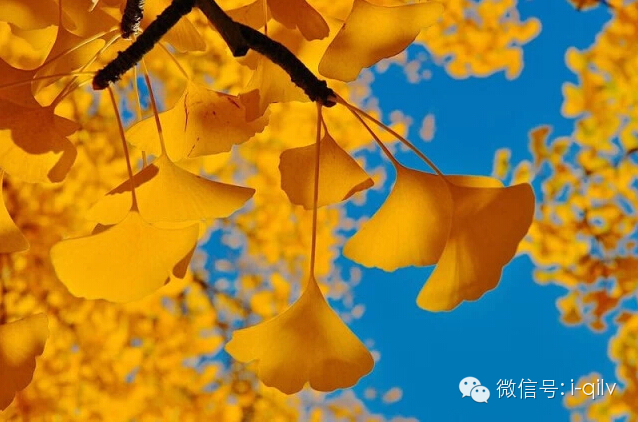 美到六亲不认的晚秋