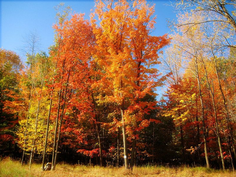 美到六亲不认的晚秋