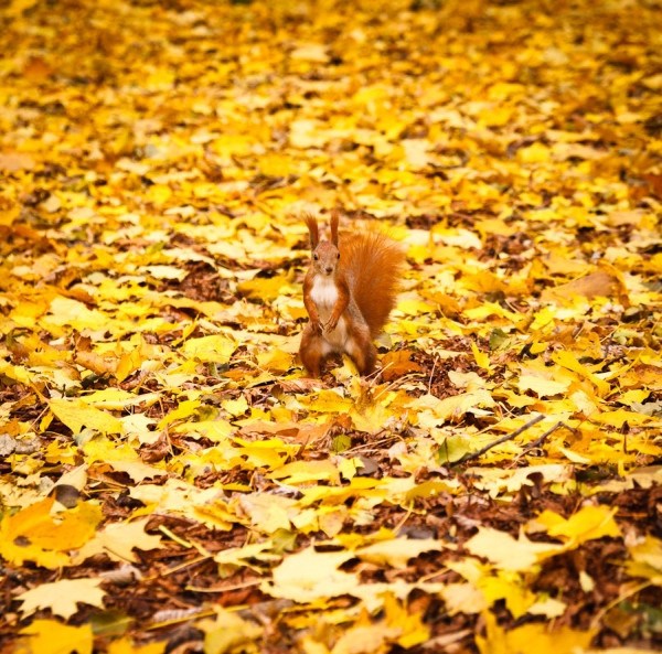 美到六亲不认的晚秋