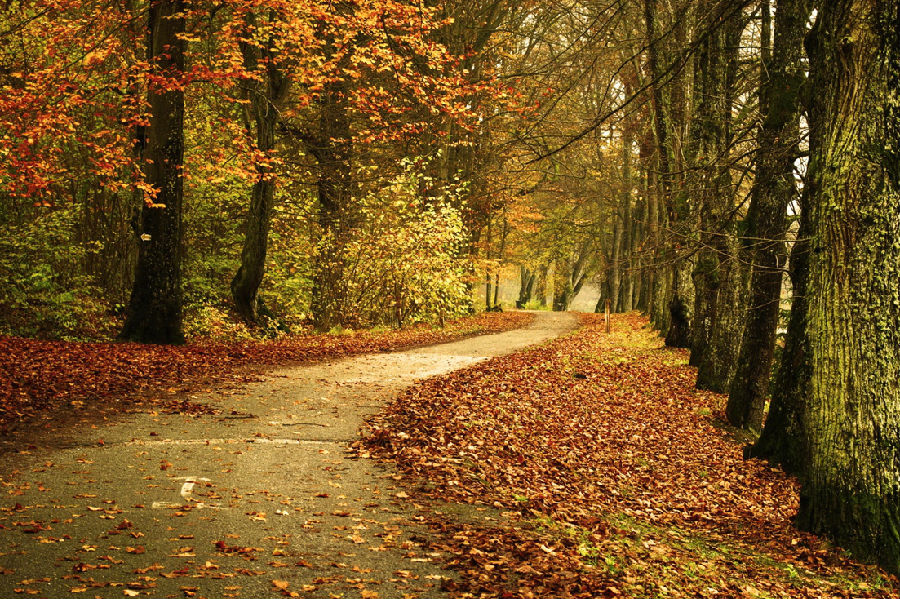 美到六亲不认的晚秋