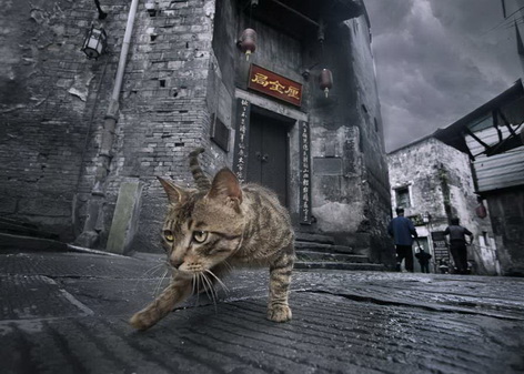 中国古建筑竟然可以这样拍!其中有成都锦里哟