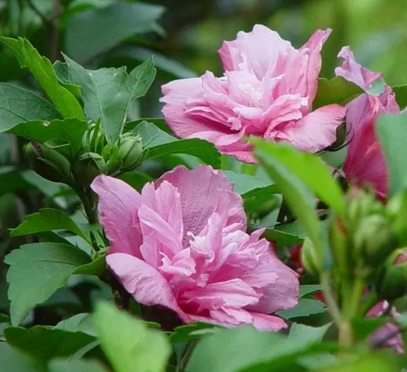 春天爱开花 各国国花知道吗