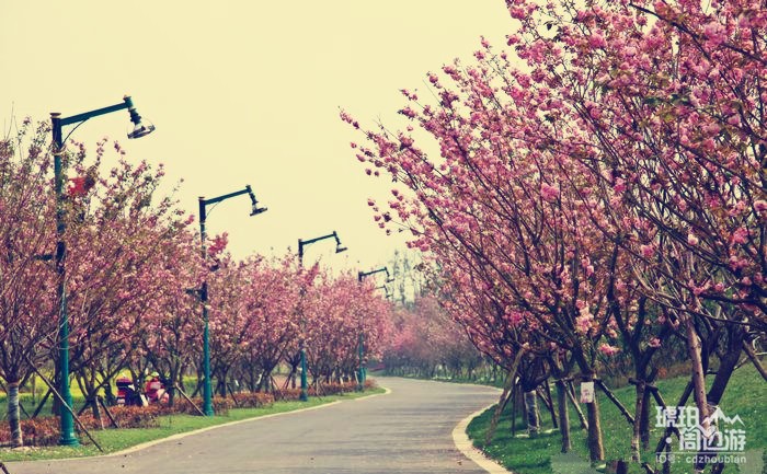 除了青白江凤凰湖 成都还有哪些看樱花的地方