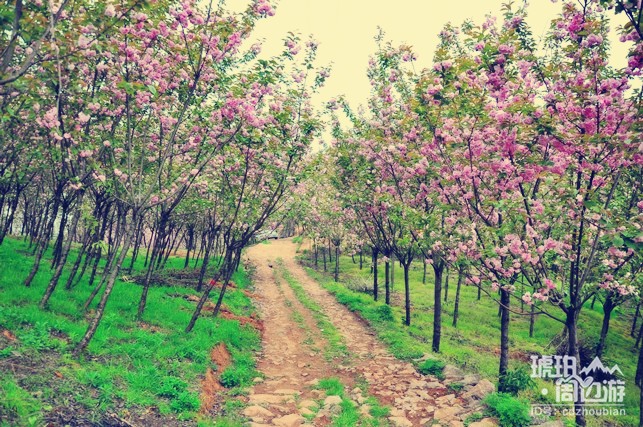 除了青白江凤凰湖 成都还有哪些看樱花的地方