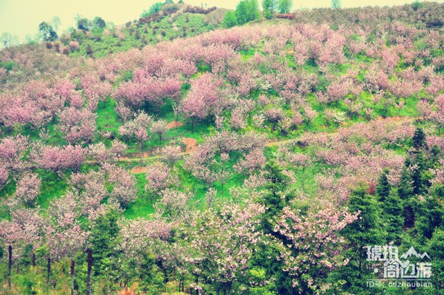 除了青白江凤凰湖 成都还有哪些看樱花的地方