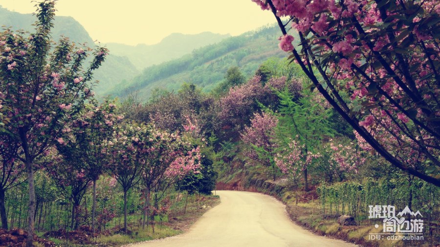 除了青白江凤凰湖 成都还有哪些看樱花的地方