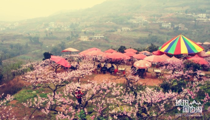 除了青白江凤凰湖 成都还有哪些看樱花的地方