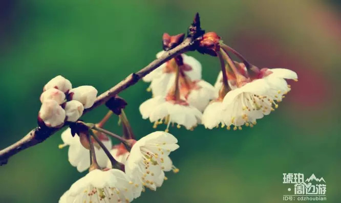 除了青白江凤凰湖 成都还有哪些看樱花的地方