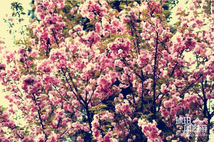 除了青白江凤凰湖 成都还有哪些看樱花的地方