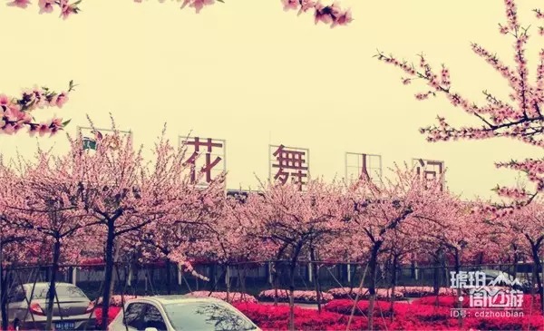 除了青白江凤凰湖 成都还有哪些看樱花的地方
