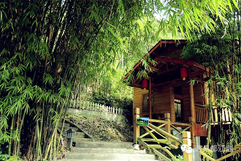 春茶蹭蹭长 都江堰向峨茶溪谷进入一年最好玩