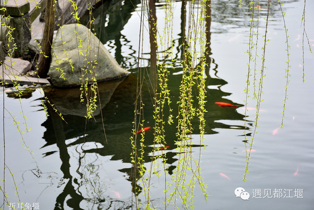 当唐宋文豪邂逅都江堰春色 他们会说什么?_新