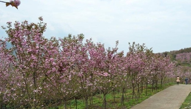 崇州竟有这么多好耍的!