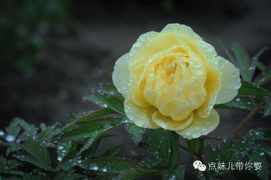 彭州牡丹:国色天香 知与谁同