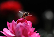 （生态）中国“蜂”景１１０：花毛茛引中蜂