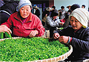 宜宾：产销一体，十年建成西南最大茶叶集散地