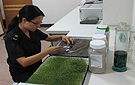 四川截获澳洲植物种子奇雅子 防止生态灾难