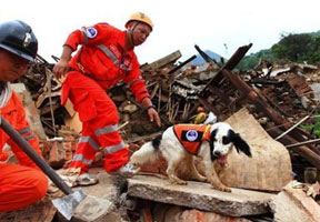 四川搜救犬72小时内帮助找到7名遇难者遗体