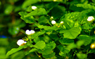 乐山犍为：茉莉花田里的芬芳之都