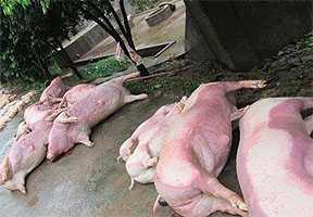 达州普降暴雨 养猪场五千多头猪被冲跑