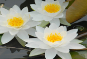 蓉城7月莲荷雅