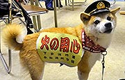 日本消防犬“可可”爆红网络