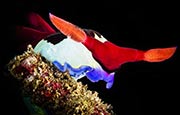 摄影师拍摄深海生物 色彩斑斓如万花筒