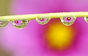 花开寒露