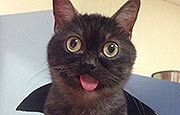 时尚呆萌“吐舌猫”爆红网络