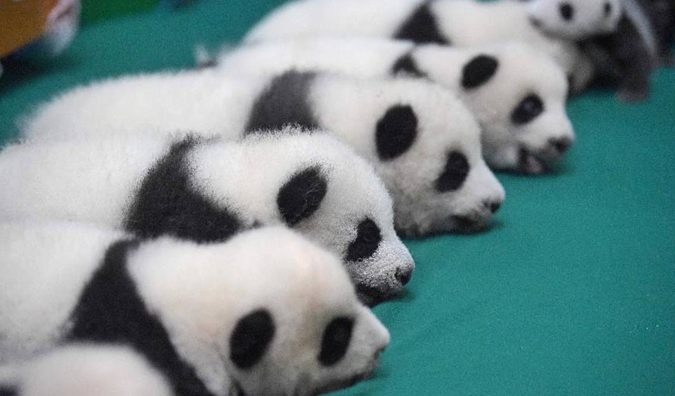 你好熊猫_熊猫新闻_熊猫图片