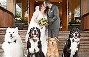 加拿大新娘四只爱犬陪其完婚成焦点