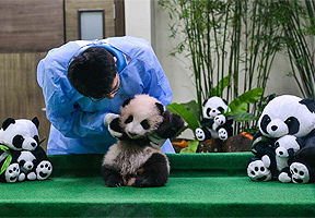中国旅马大熊猫宝宝亮相