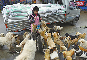 成都：救助5000流浪猫狗 一个月支出20余万