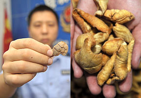 成都警方破非法售卖穿山甲制品案