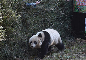 中国第五只人工繁育大熊猫“华姣”放归野外
