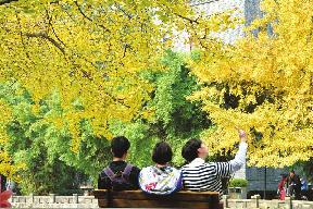 初冬还暖成都银杏泛黄推迟半月 23日起降温