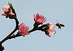 桃花依旧笑春蜂