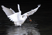 【生态纪实】锦江白鹭捕红鳅