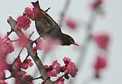 小鸟闹红梅