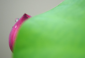 【高清】情韵•荷塘初夏