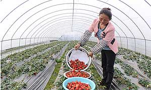 成都新都马家状元草莓大量上市 春节期间2万人前往采摘