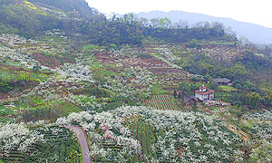 【网络媒体走转改】峨眉山市天全村：漫山李花白如雪