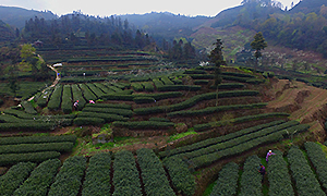 瞰万亩春色 闻峨眉茶香