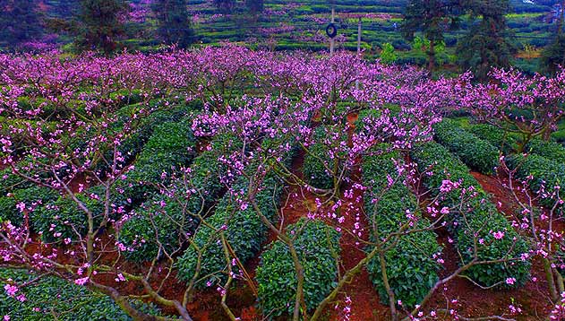 【网络媒体走转改】春风拂面 到峨眉山高低远近赏桃花