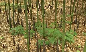 四川彭州：竹笋披冬衣 农业开发再升级